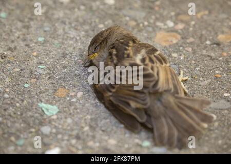 Un esemplare morto di Passer domesticus, o passera di casa. È uno degli uccelli abituali in ambienti rurali e urbani, ma la sua popolazione è in declino Foto Stock