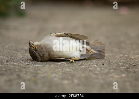 Un esemplare morto di Passer domesticus, o passera di casa. È uno degli uccelli abituali in ambienti rurali e urbani, ma la sua popolazione è in declino Foto Stock