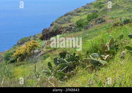 La parrocchia Quinta Grande della costa meridionale di Madeira, un paesaggio rurale di campi e scogliere dal mare Foto Stock