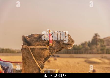 I beduini sui cammelli di fronte alle famose piramidi di Giza in Egitto Foto Stock
