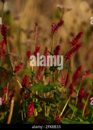 Un primo piano autunnale di piccoli grumi di fiori rossi su steli alti a fuoco basso e in luce calda, morbida, dorata e con fondo di erbe. Foto Stock