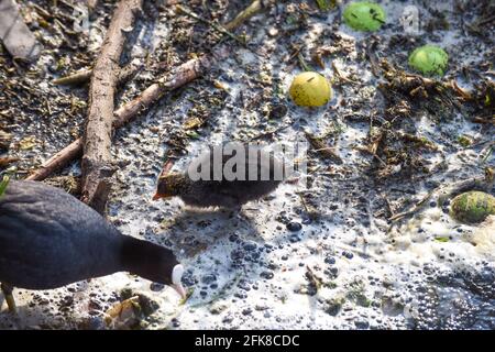 Un uccello bambino lotta attraverso l'acqua inquinata del fiume evidenziando l'ambiente problemi di inquinamento idrico Foto Stock