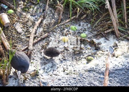 Un uccello bambino lotta attraverso l'acqua inquinata del fiume evidenziando l'ambiente problemi di inquinamento idrico Foto Stock