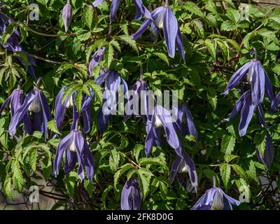 Un gruppo dei fiori blu pendenti di Clematis Alpna Blue Dancer Foto Stock