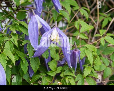 Un primo piano dei fiori blu appesi sinuosi di Clematis alpina Ballerina Blu Foto Stock