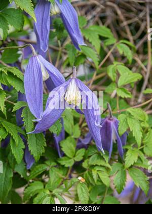 Un primo piano dei fiori blu appesi sinuosi di Clematis alpina Ballerina Blu Foto Stock