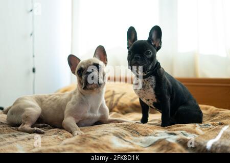 due simpatici bulldog o cuccioli francesi che giacciono o riposano letto in camera Foto Stock