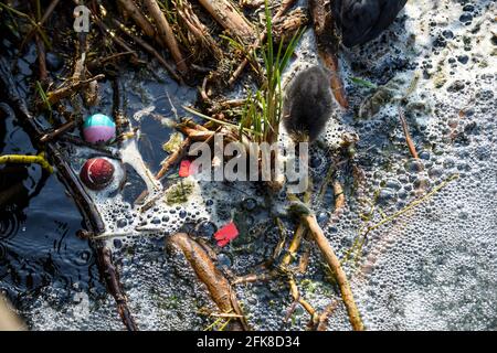 Un uccello bambino lotta attraverso l'acqua inquinata del fiume evidenziando l'ambiente problemi di inquinamento idrico Foto Stock