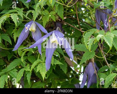 Un gruppo dei fiori blu pendenti di Clematis Alpna Blue Dancer Foto Stock