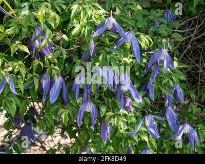 Un gruppo dei fiori blu pendenti di Clematis Alpna Blue Dancer Foto Stock