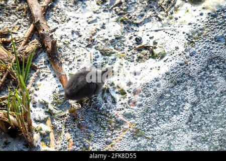 Un uccello bambino lotta attraverso l'acqua inquinata del fiume evidenziando l'ambiente problemi di inquinamento idrico Foto Stock