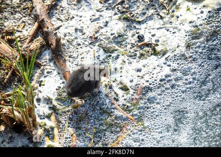 Un uccello bambino lotta attraverso l'acqua inquinata del fiume evidenziando l'ambiente problemi di inquinamento idrico Foto Stock