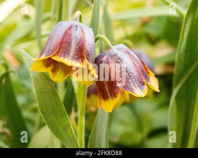Un primo piano di 2 mogano e campana gialla a forma di Fiori di Fritillaria michailovski Foto Stock