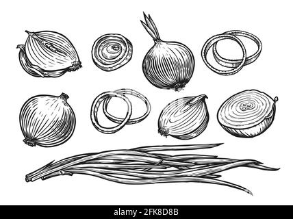 Bulbo di cipolla e anelli. Illustrazione vettoriale dello schizzo di verdure fresche Illustrazione Vettoriale