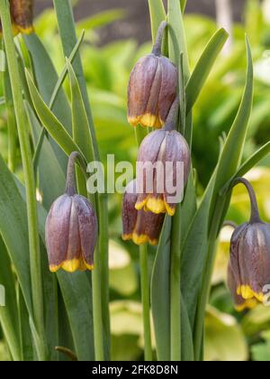 Un gruppo di fiori marrone viola scuro di Fritillaria uva-vulpis Foto Stock