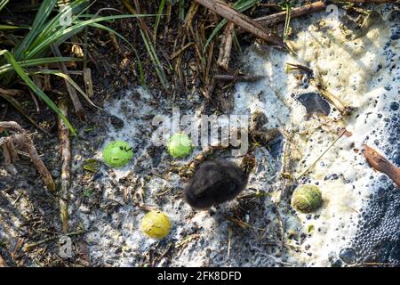 Un uccello bambino lotta attraverso l'acqua inquinata del fiume evidenziando l'ambiente problemi di inquinamento idrico Foto Stock