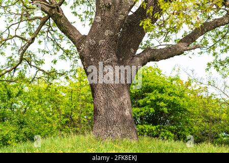 Vecchio albero enorme di quercia in primavera Foto Stock