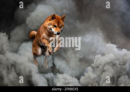 red shiba inu cane giapponese in studio Foto Stock