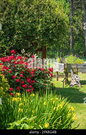 Fiori in fiore e piantagioni primaverili al Giardino comunitario @ Snellville in Metro Atlanta, Georgia. (STATI UNITI) Foto Stock