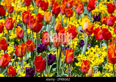 Tulipano misto piantando Burnby Hall giardini Pocklington Foto Stock