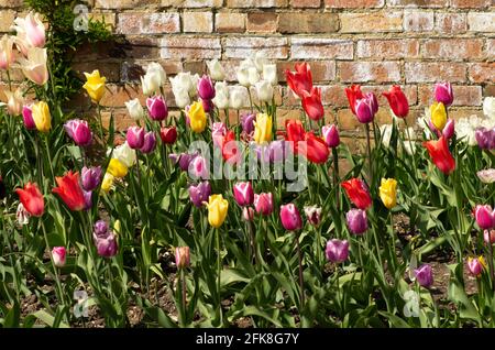 Tulipano misto che pianta Foto Stock