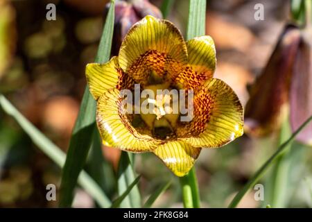 SNAKESHEAD FRITILLARY FRITILLARIA MELEAGRIS INTERNO DELLA TESTA DI FIORE SELVAGGIO PIANTA CHE CRESCE IN SCOZIA Foto Stock