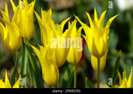 Tulip West Point Foto Stock