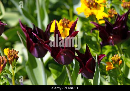 Tulip duraturo amore Foto Stock