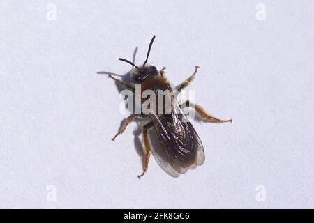 Primo piano femmina Early Mining Bee, Orange-tailed Mining Bee, Andrena haemorrhoa isolato su un white paper. Famiglia Andrenidae. Primavera, aprile, Paesi Bassi Foto Stock