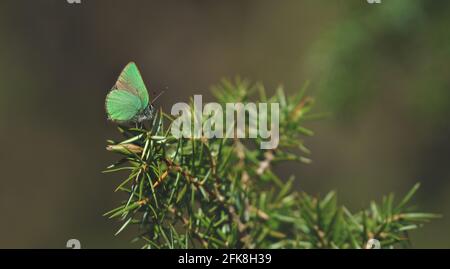 Tranquilla scena primaverile con primo piano di verde farfalla hairstreak in una foresta sempreverde su un cespuglio di ginepro, Tirol, Austria Foto Stock