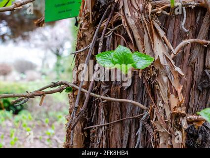 Ramo di Schisandra chinensis dell'Estremo Oriente che cresce su un grosso tronco. Foto Stock