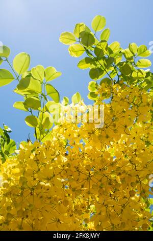 Primo piano di un laburnum fiorito, con grappoli di fiori gialli dorati, sullo sfondo un cielo blu scuro in Messico. Schermo verticale Foto Stock