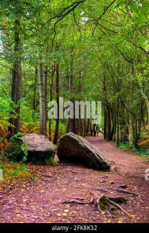 Percorso nella foresta di Paimpont, Paimpont, Francia Foto Stock