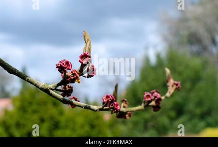 Hamamelis intermedia 'Vesnaa' in primavera nella botanica in Polonia. Foto Stock