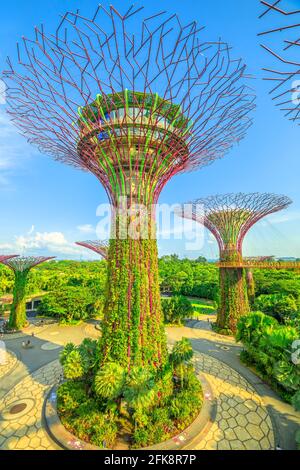 Singapore - 29 aprile 2018: Vista aerea di Supertree Grove con ponte sopraelevato a Gardens by the Bay in una giornata di sole con cielo blu. Famoso turista Foto Stock