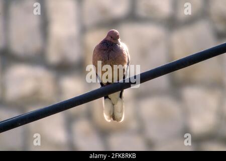 Fienile Swallow hirundo rustica coppia in tempo di corteggiamento. Foto Stock