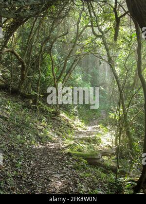 I raggi solari filtrano attraverso la tettoia della foresta di Knysna su una prova escursionistica nella foresta di Tsitsikamma, Sudafrica Foto Stock