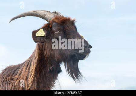 Ritratto di una capra dei Pirenei con corna, barba e zootecnia. Una razza di capra di montagna per i prodotti caseari e la carne nei Paesi Baschi Foto Stock