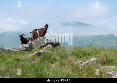Pirenei capra razza in piedi su rocce in estate con nuvole colline coperte e valli del paese basco sud-ovest Francia Foto Stock