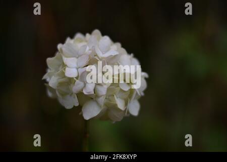 Idrangea bianco bigleaf Foto Stock