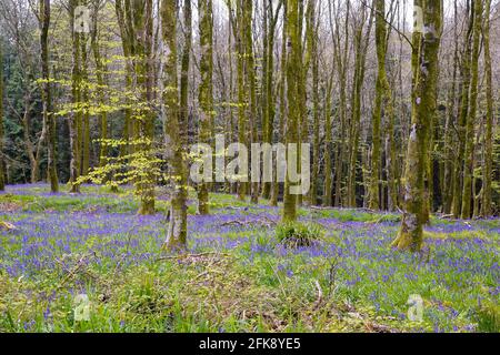 Hooke Park, Dorset, Regno Unito. 29 aprile 2021. Regno Unito Meteo. Un tappeto di bluebells che escono in fiore all'Hooke Park vicino a Beaminster in Dorset il giorno di nuvole e caldi incantesimi di sole. Picture Credit: Graham Hunt/Alamy Live News Foto Stock