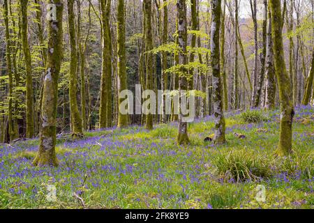 Hooke Park, Dorset, Regno Unito. 29 aprile 2021. Regno Unito Meteo. Un tappeto di bluebells che escono in fiore all'Hooke Park vicino a Beaminster in Dorset il giorno di nuvole e caldi incantesimi di sole. Picture Credit: Graham Hunt/Alamy Live News Foto Stock