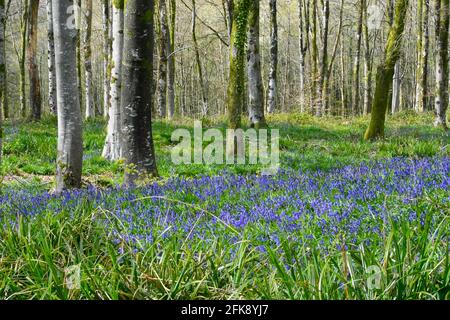 Hooke Park, Dorset, Regno Unito. 29 aprile 2021. Regno Unito Meteo. Un tappeto di bluebells che escono in fiore all'Hooke Park vicino a Beaminster in Dorset il giorno di nuvole e caldi incantesimi di sole. Picture Credit: Graham Hunt/Alamy Live News Foto Stock