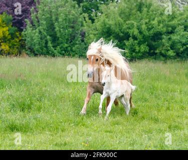 Haflinger cavalli, un simpatico giovane nemico che corre lungo la sua diga con la manie ondeggiante attraverso un prato verde erba in primavera Foto Stock