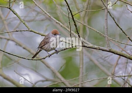 Femmina Blackcap a Ham Wall Somerset UK Foto Stock