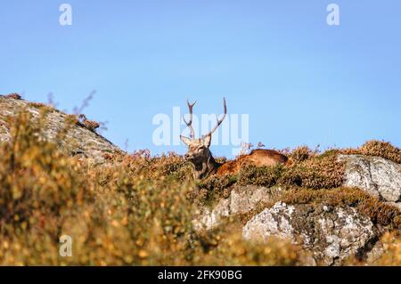 Un HDR autunnale a 3 colpi di un cervo rosso Stag, Cervus elaphus, adagiato in erica, Calluna vulgaris, Assynt, Sutherland, Scozia. 19 ottobre 2016 Foto Stock