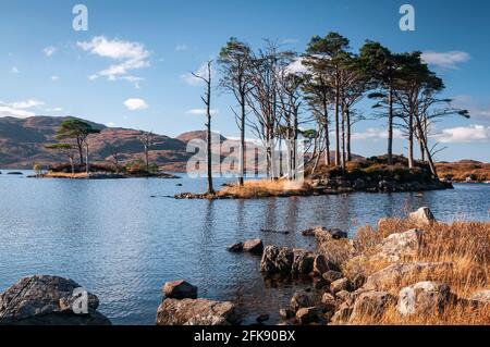 Un HDR luminoso, autunnale, 3 colpi di pino scozzese, Pinus sylvestris, sul Loch Assynt in Sutherland, Scozia. 23 ottobre 2016 Foto Stock