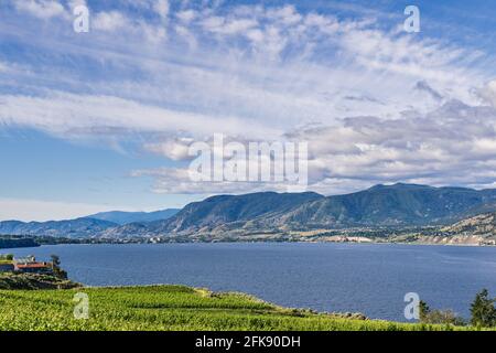 PENTICTON, CANADA - 04 LUGLIO 2020: Filari di uve conducono al paesaggio estivo del lago. Foto Stock