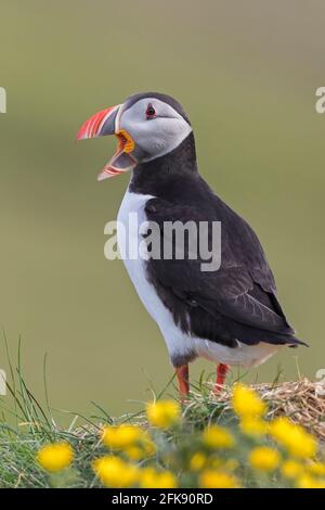 Puffin Atlantico (Fratercola artica) chiamata dalla cima della scogliera e visualizzazione di becco colorato nella stagione di allevamento in estate Foto Stock