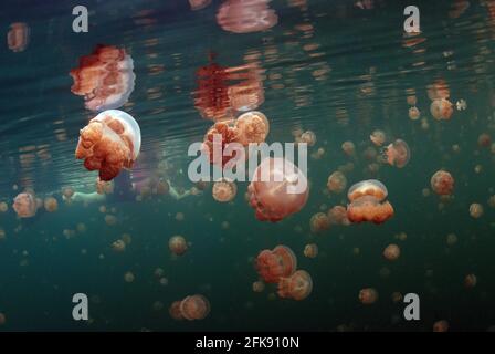 Sciame di meduse non velenose presso il lago di Jellyfish, l'isola di Eil Malk, Palau, Micronesia Foto Stock